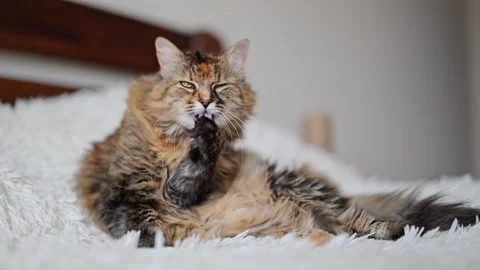 Muzzle of a cute fluffy cat licking paws Stock Footage 278655396