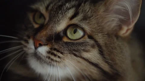 Muzzle of a cute fluffy tabby cat close up. Slow motion Stock Footage 138025714