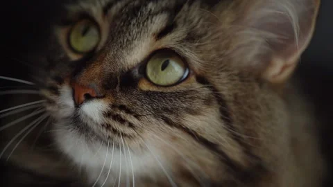 Muzzle of a cute fluffy tabby cat close up Stock Footage 138255072