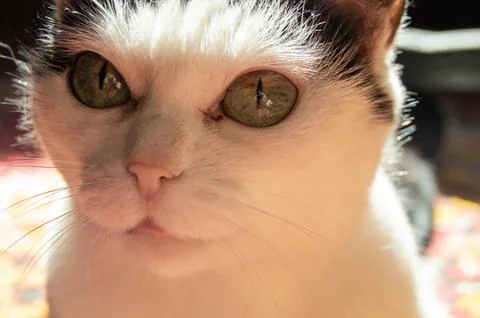 The muzzle of a cute white cat with a curious look, close-up Stock Photos