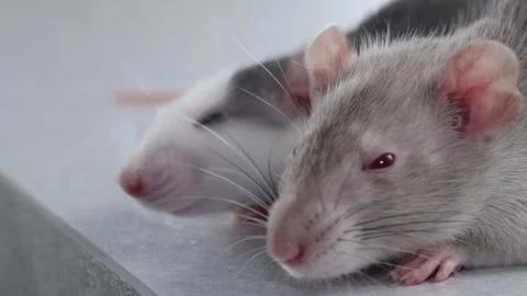 The muzzle decorative rat close-up. Macro photography of a rodent. Stock Footage 263872833
