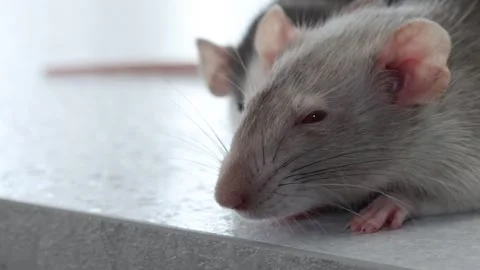 The muzzle decorative rat close-up. Macro photography of a rodent. 스톡 동영상 263872928