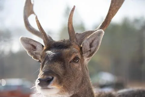 The muzzle of a deer with antlers close-up. Stock Photos