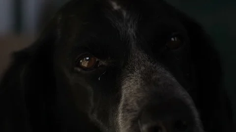 Muzzle of a dog close-up Stock Footage 84553405