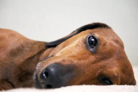 Muzzle of a dog lying on a bed close-up Stock Photos