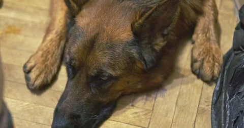 Muzzle of a dog lying on the floor and blinking its eyes, top view. German Stock Footage 265012303