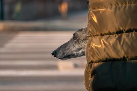 Muzzle of dog on the street Stock Photos