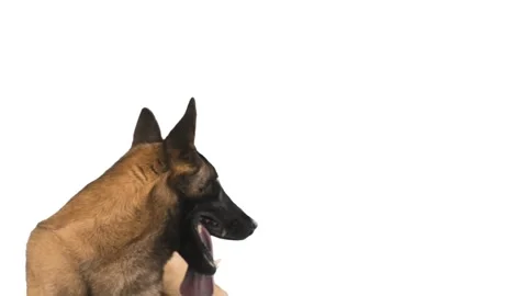 Muzzle of a dog on a white background Stock Footage 95078079