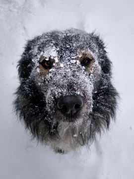 Muzzle dogs in the snow close-up in winter. A lonely dog looks straight into  Stock Photos