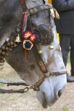 Muzzle of donkey 写真素材