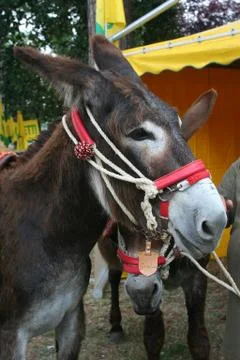 Muzzle of donkey Stock Photos