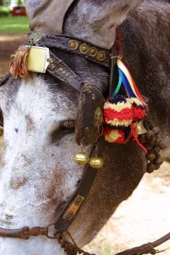 Muzzle of donkey Фото