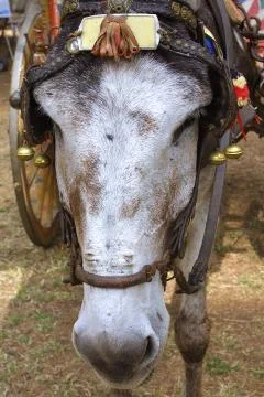Muzzle of donkey Stockfoto's