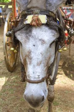 Muzzle of donkey 스톡 사진