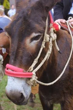 Muzzle of donkey Foto stock