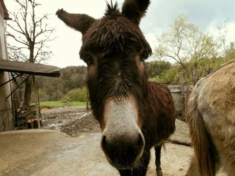 Muzzle of the donkey Stock Photos