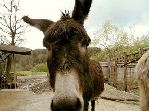 Muzzle of the donkey Фото