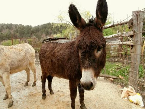 Muzzle of the donkey Stock-Fotos