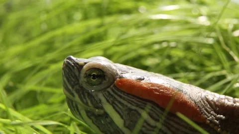 The muzzle is the eyes of a predatory, waterfowl reptile. the head of a reptile Stock Footage 254014744