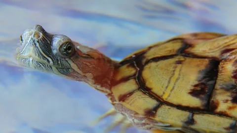 The muzzle, the eyes of a turtle in the water. The Trachemys scripta swims away. Stock Footage 244241445