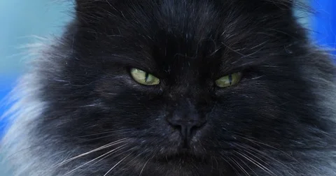 Muzzle of a fluffy gray cat Stock Footage 84215726