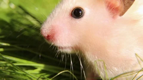 The muzzle of a fluffy hamster on a background of green grass. Stock Footage 246643649