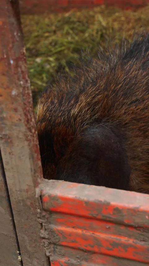 Muzzle of a fluffy piglet, confined behind a fence in a pig enclosure, as it Stock Footage 310959517