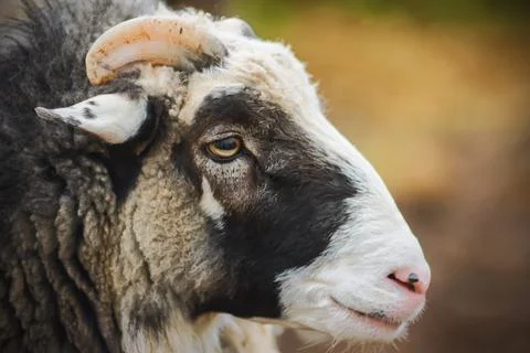 The muzzle of a fluffy sheep with bright yellow eyes and short horns. Stock Photos