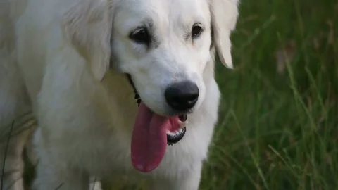 Muzzle funny dog Stock Footage 77306177