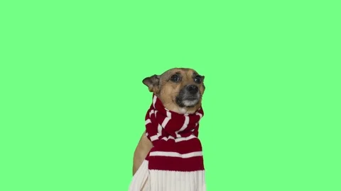 Muzzle funny dog in a red scarf on a green screen 库存影片 82374693