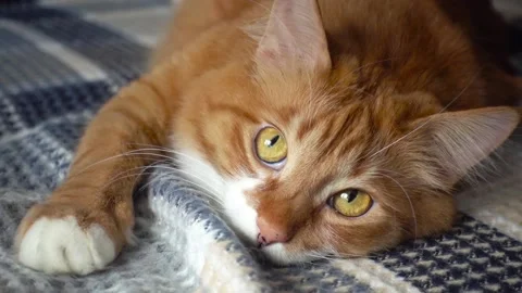 Muzzle funny red cat , close-up Stock Footage 101503013