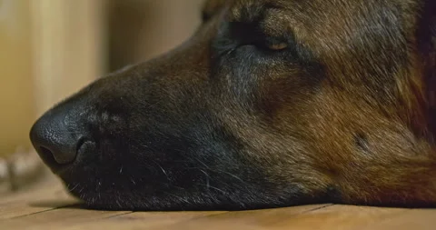 Muzzle German Shepherd dog with sad eyes is lying on the floor at home, side Stock Footage 265011462