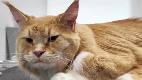 Muzzle of ginger big cat Maine Coon, portrait Stock Footage 270399445