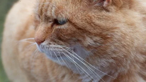 Muzzle of a ginger cat close-up Video stock 82336278
