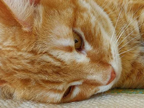 Muzzle of a ginger dozing cat Foto stock