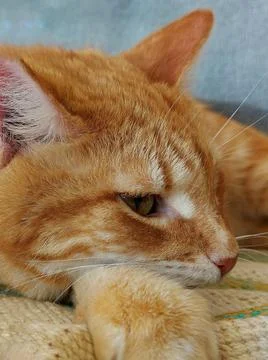 Muzzle of a ginger dozing cat Stock Photos