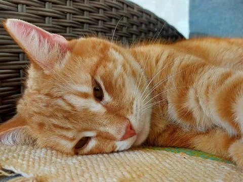 Muzzle of a ginger dozing cat Stock Photos
