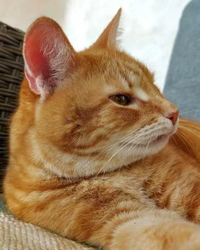 Muzzle of a ginger dozing cat Stock Photos