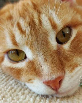 Muzzle of a ginger dozing cat Stock Photos