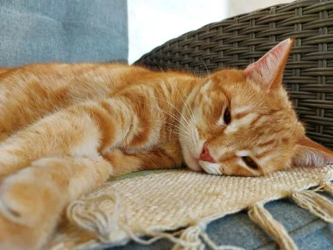 Muzzle of a ginger dozing cat Foto stock