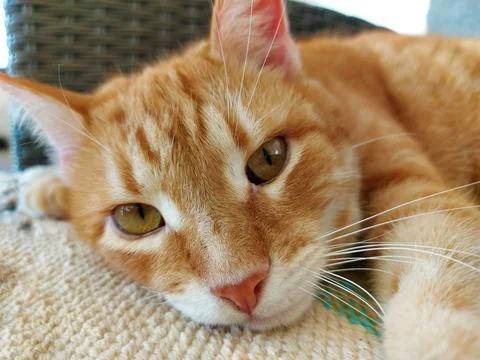Muzzle of a ginger dozing cat Stock Photos