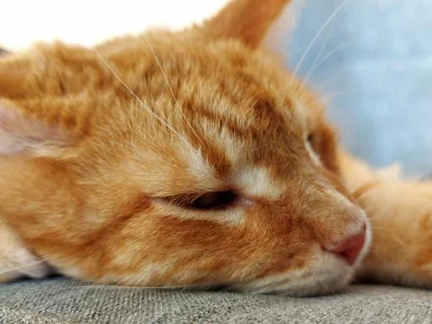Muzzle of a ginger dozing cat Stock Photos