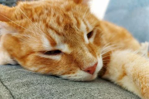 Muzzle of a ginger dozing cat Stock Photos