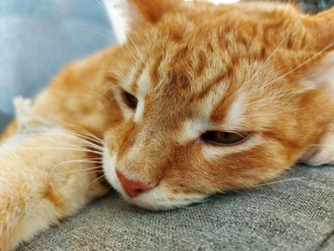 Muzzle of a ginger dozing cat Foto stock