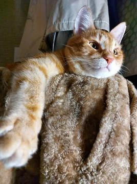 Muzzle of a ginger dozing cat Stock Photos