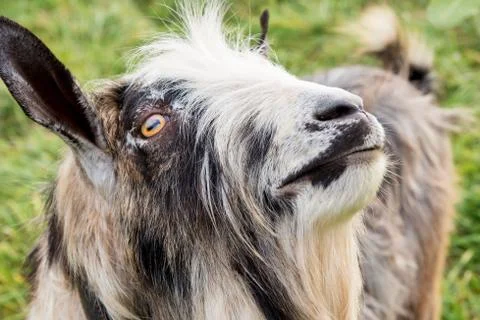 Muzzle of goat Stock Photos