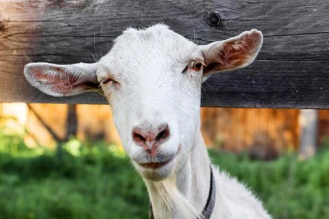 Muzzle goats closeup Foto stock