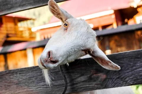 Muzzle goats closeup Stock Photos