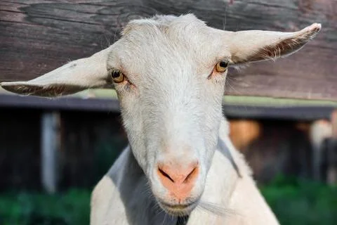 Muzzle goats closeup Stock Photos