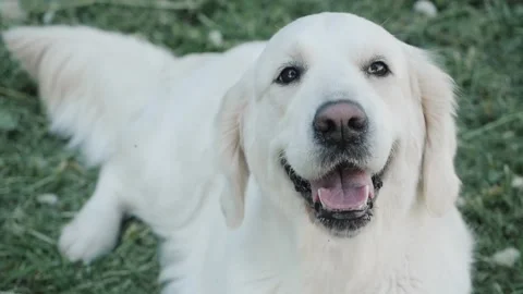Muzzle of golden retriever dog looking at camera closeup Stock Footage 134224347